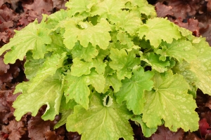 Heuchera 'Ball Gown' 